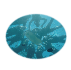 個人でのシュノーケル